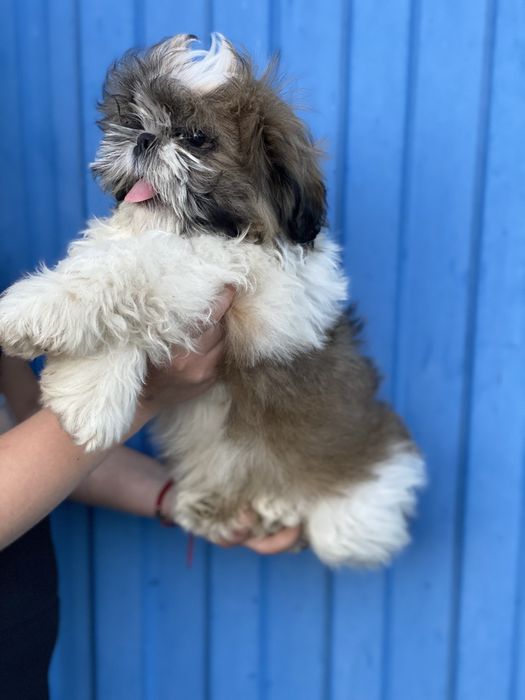 Хлопчик і дівчинка шитцу  шукає мам пап