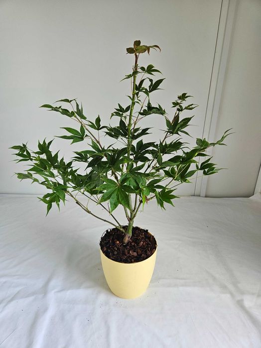 Klon palmowy Osakazuki 75cm C3 – czerwono przebarwiający się