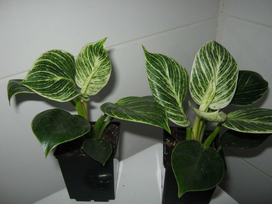 филодендрон разные сорта домашние деленки от 50грн