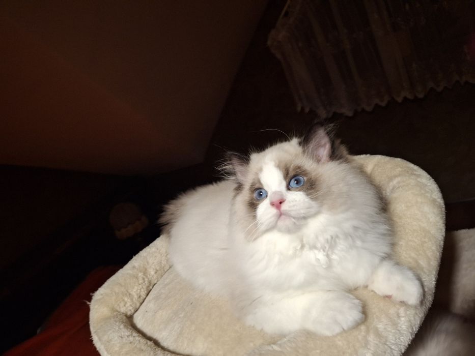 4  kocury rasy ragdoll z rodowodem