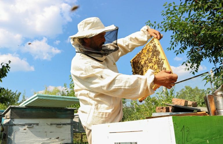 Продам бджолопакети карпатської бджоли