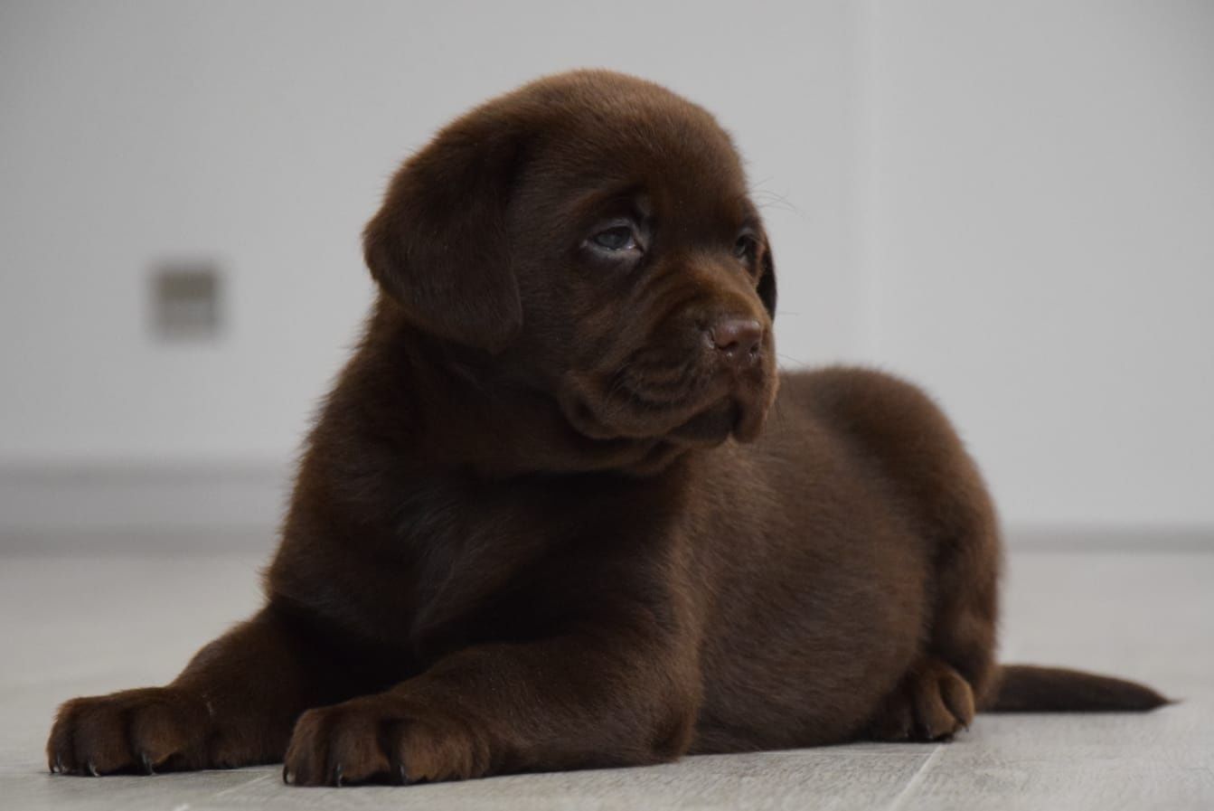 Piesek Labrador czekoladoey