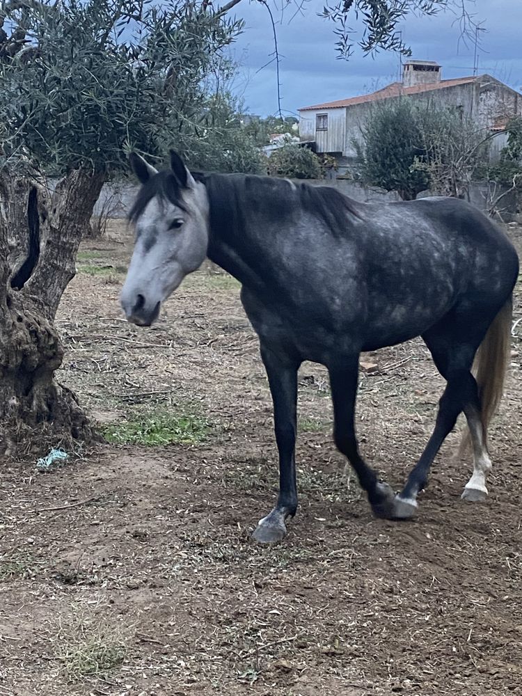 Égua Lusitana pura