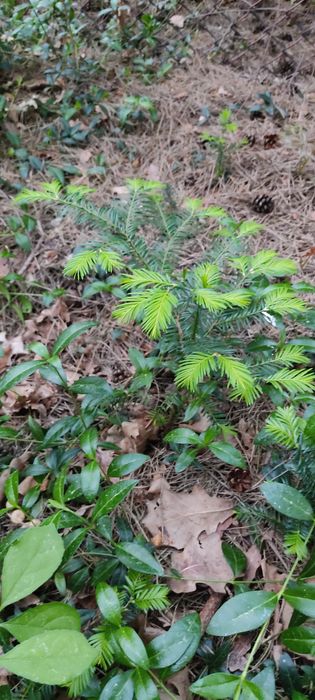 Cis pospolity sprzedam 15-20 cm sadzonka