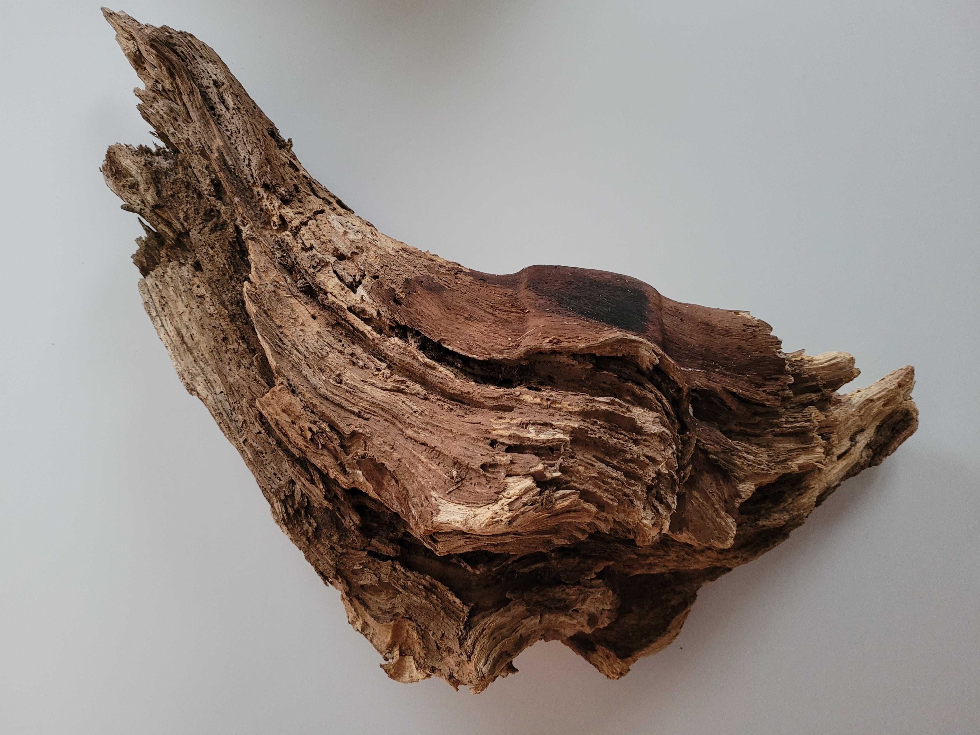 duży korzeń naturalny do akwarium terrarium dł. 55 cm ze szczeliną