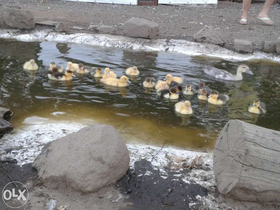 Gansos patos garnizas