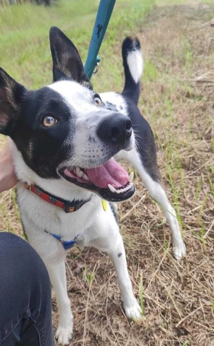 Najgorzej znosi schronisko. Biedny psiaczek tak się wtula...