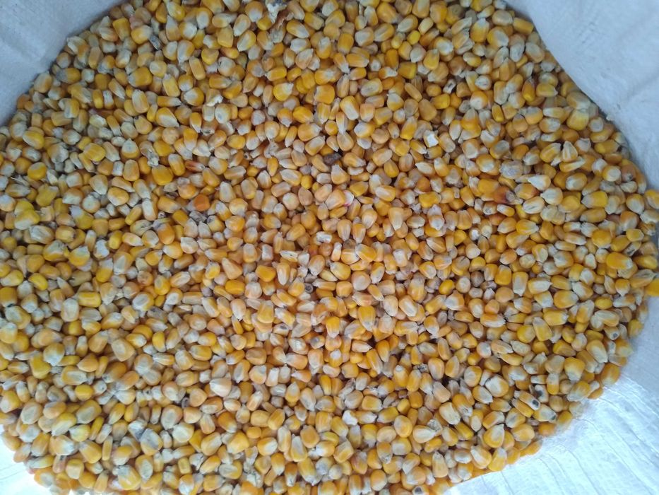 Kukurydza dla kur ryb słonecznik proso owies soja