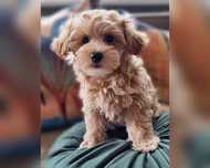 Maltipoo F1*  Maltańczyk&Pudel Toy Red