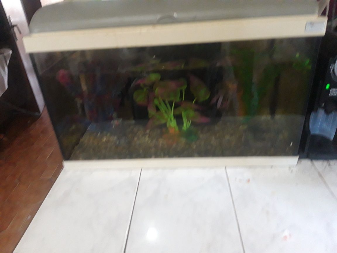 Aquario 60 cm por 40 por 30