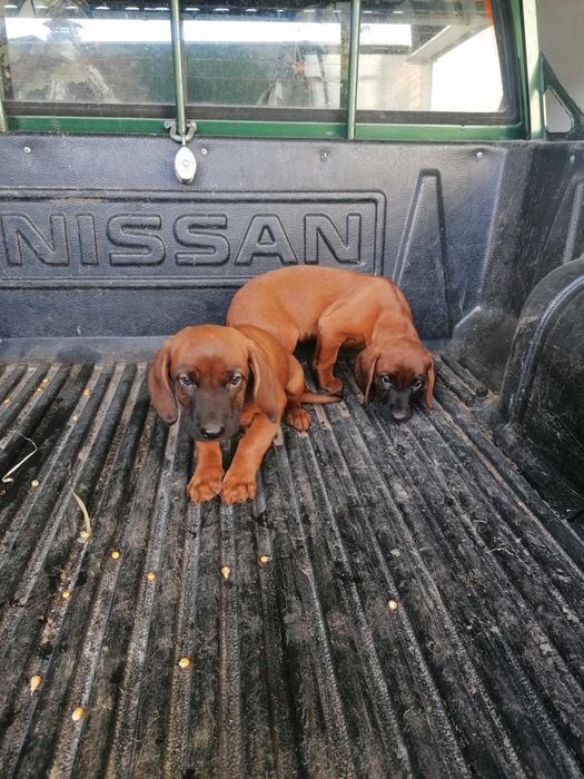 Oddam w dobre ręce, szczeniaki posokowca bawarskiego