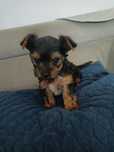 Malutka suczka Yorkshire terrier