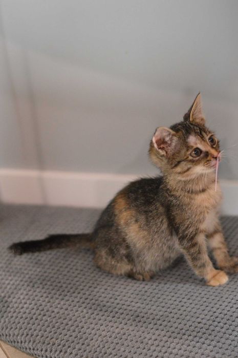 Бідна Селена, кошенятко 2,5 місяці