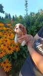 Szczeniak Cavalier king charles spaniel