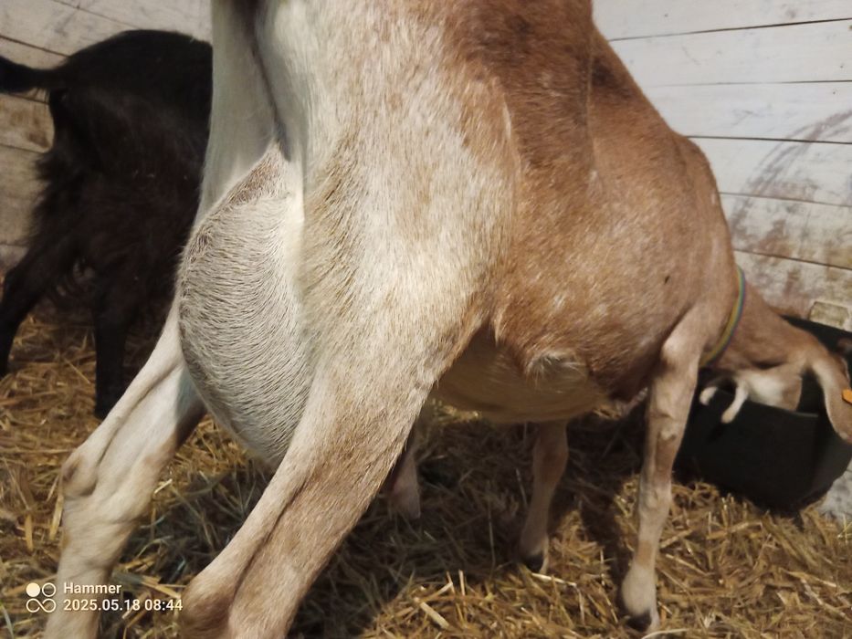 Mleko owcze, kozie, sery