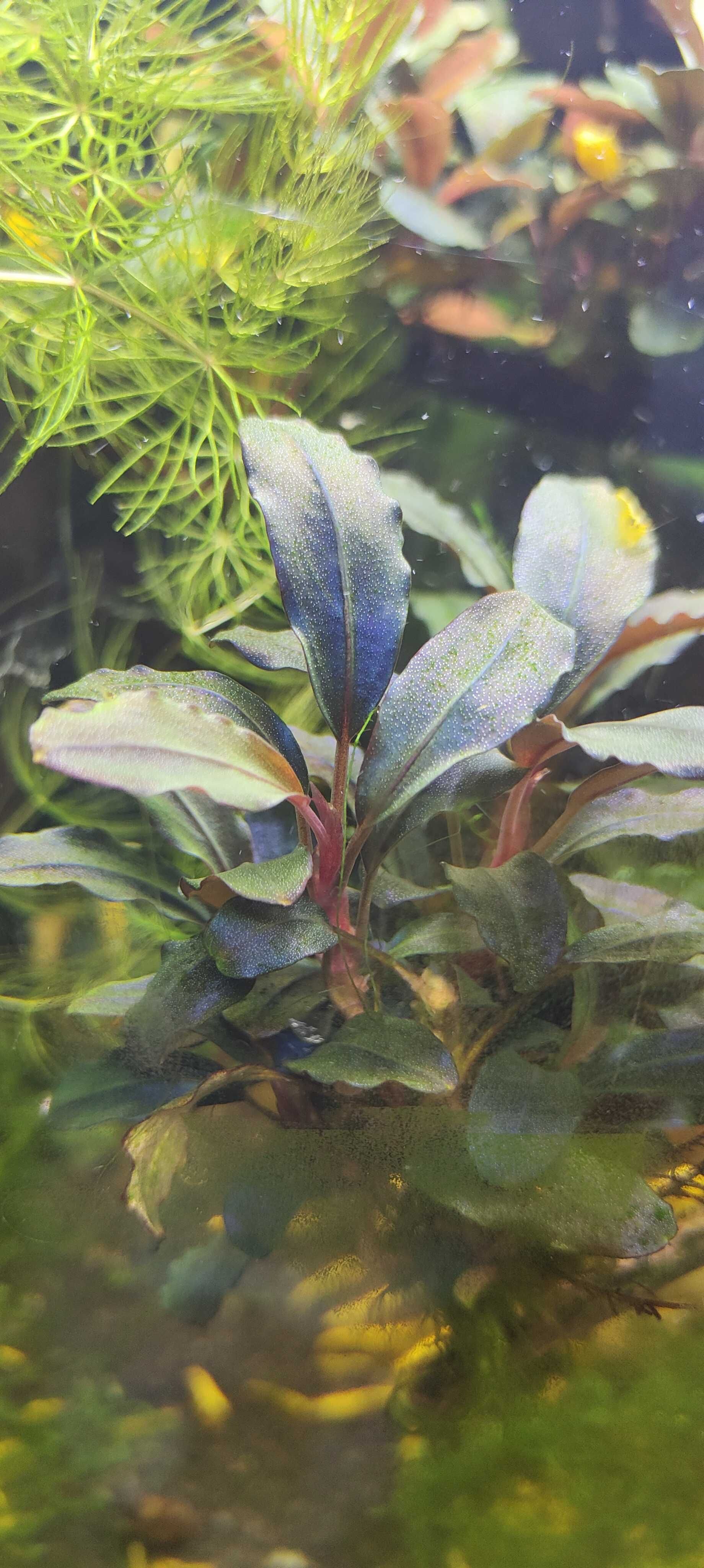 Blue Velvet niebieske krewetki + anubias bucephalandra microzorium