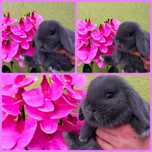 Królik baranek niebieski mini lop wolny do odbioru