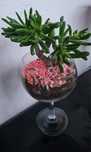 Suculenta bonsai