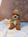 Maltipoo F1b piesek  MINI, trzy szczepienia, badania
