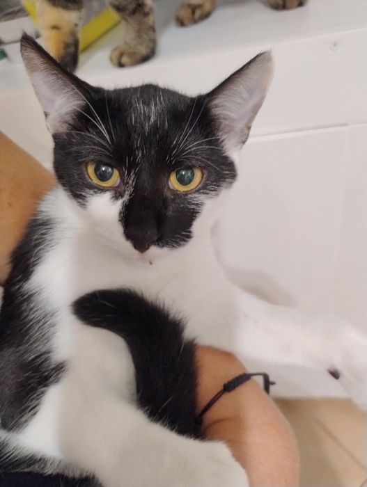 Rodzeństwo szuka domu