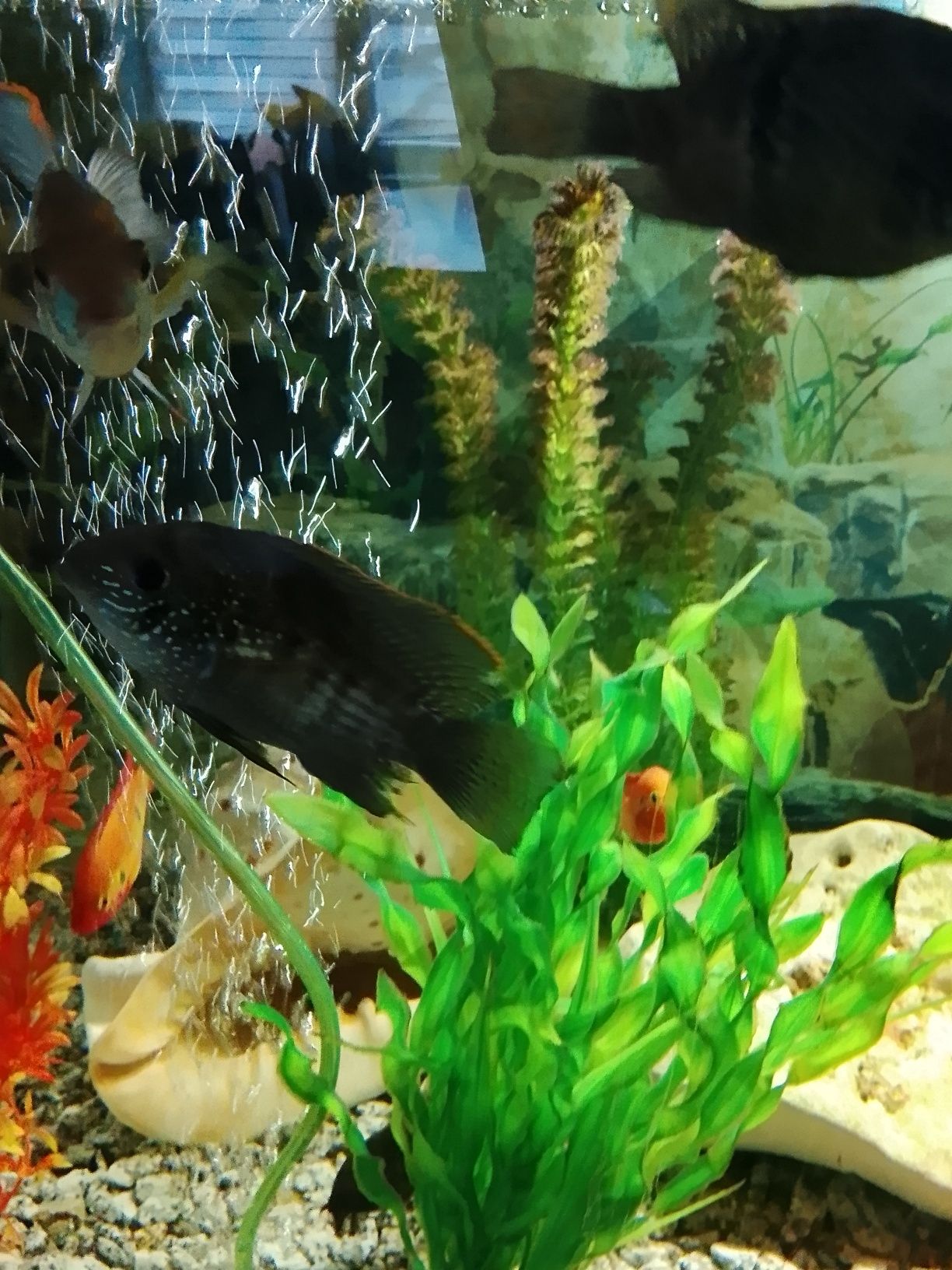 Akfariowe  pielegnice