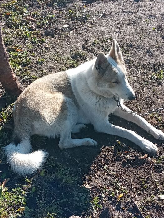 Продам ЗСЛ Сука 18 грудня буде рік за всіма питаннями пешить з воніть