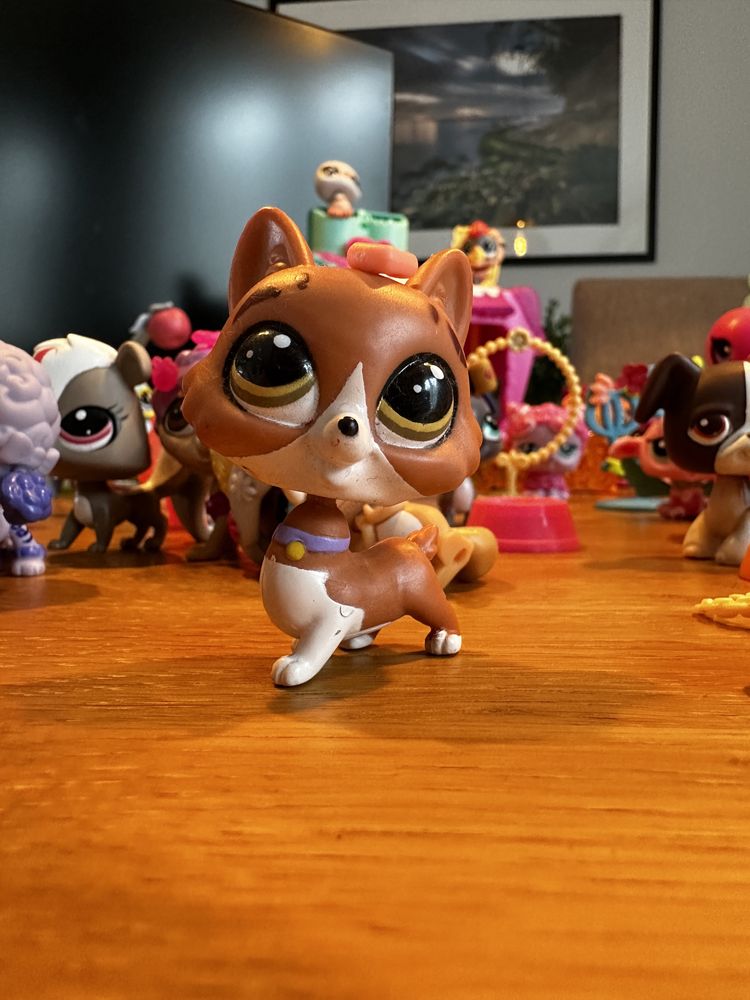 Kolekcja littlest Pet Shop