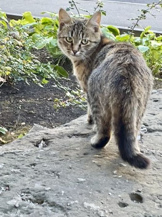 Котенок девочка полосатая трехцветная серая