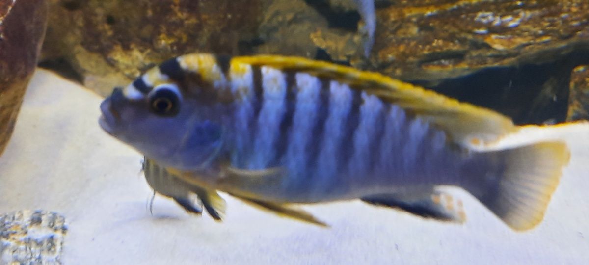 Pyszczak Labidochromis Hongi