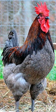 Яйця для інкубації елітних курей