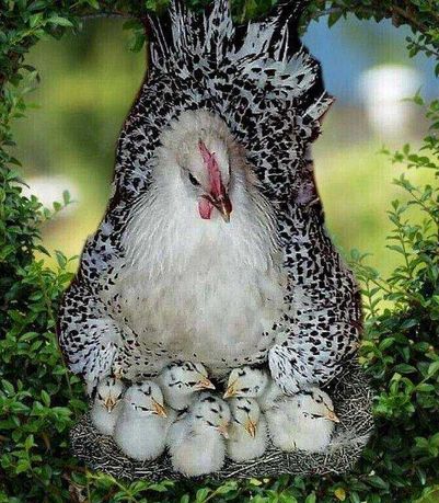Яйця  для інкубатора ! Кури, гуси, качки, індики, перепілки