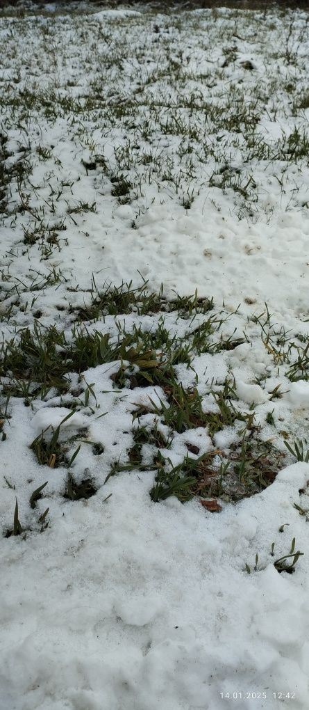 Земельна ділянка