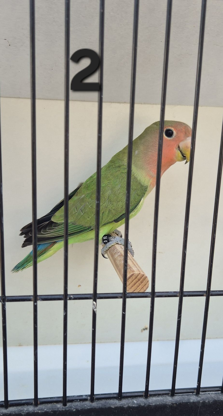 Agapornis  roseicollis