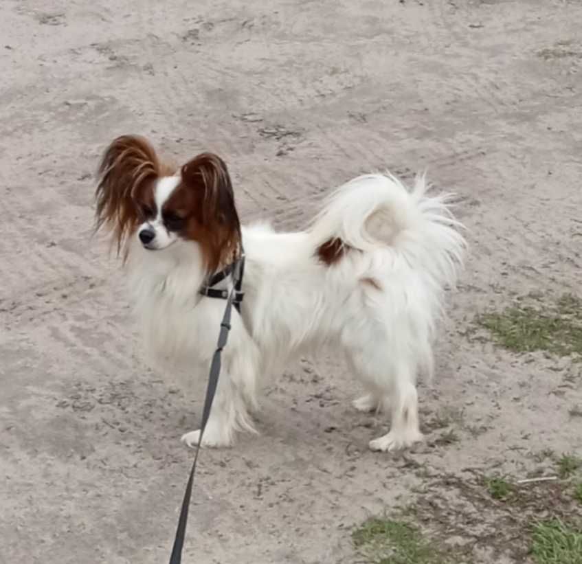 Papillon Spaniel Kontynentalny -ZKwP/FCI samiec