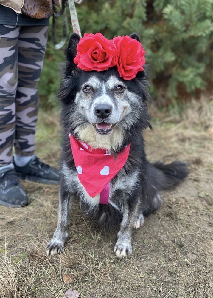 Havana w typie husky, już 7 miesięcy w schronisku. Adoptuj!