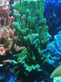 Koralowce montipora digitata green fluo szczepki akwarium morskie