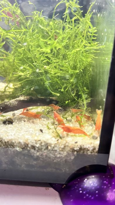 Neocaridinas Juvenis, blue dream e Red Fire