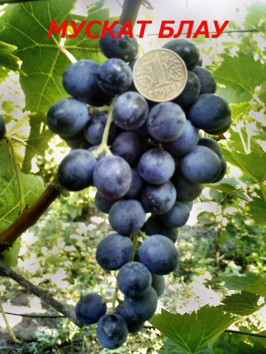 черенки и саженцы технических сортов винограда