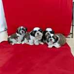 Shih tzu z Rodowodem