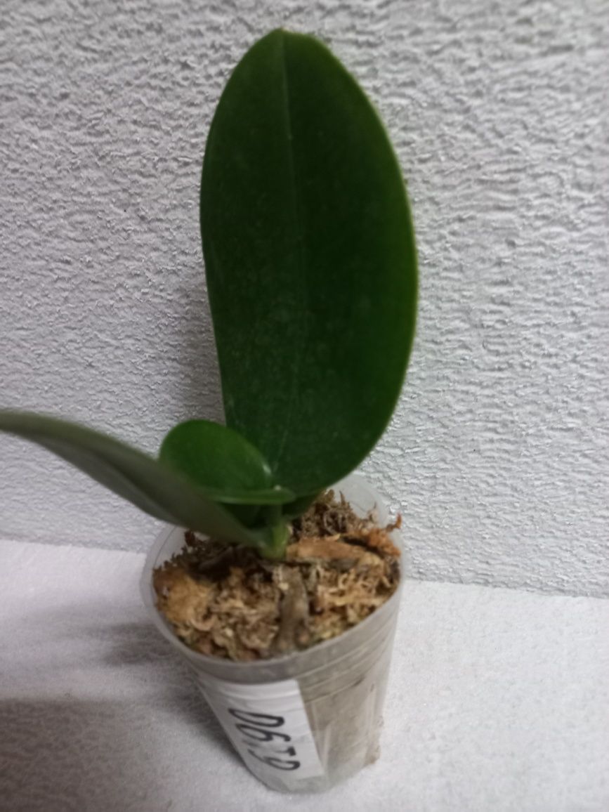 Орхидея ароматная, апельсинового цвета,  подросток