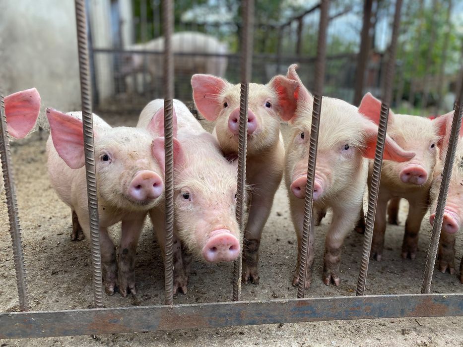 Продам поросят , вік - 2 місяці