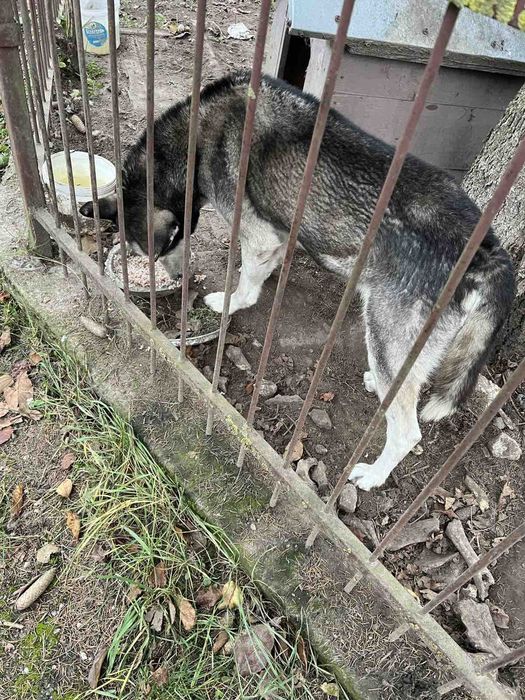 Песик в добрі руки