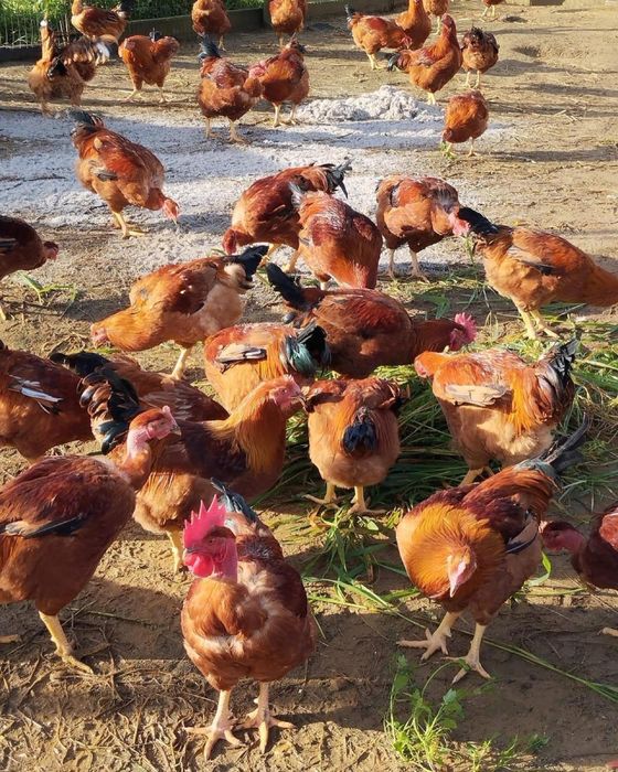 Ovos, frango do campo, galinhas e galos.