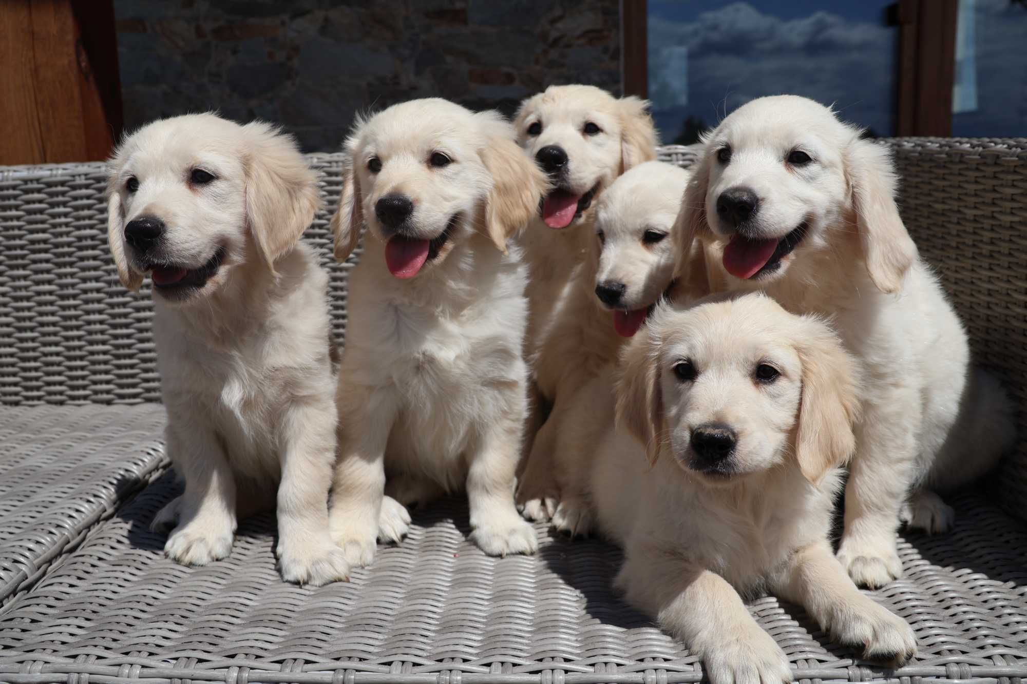 Golden Retriever FCI szczenię