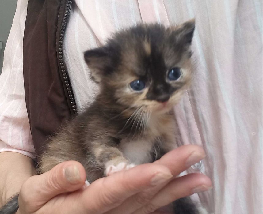 Безкоштовно!  Корзина  щастя!