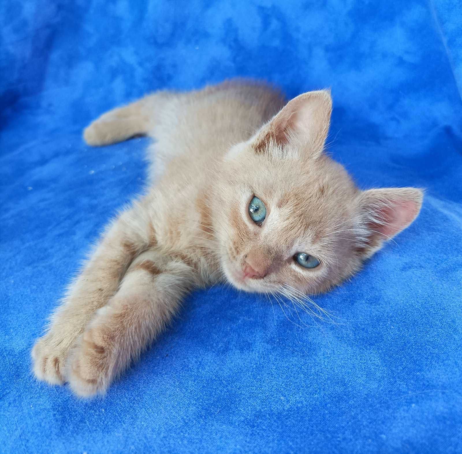 Персиковый рыжий кремовый котенок Днепр