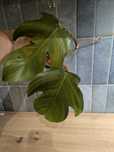 Philodendron squamiferum kwiat roślina sadzonka Szczepka szczyt