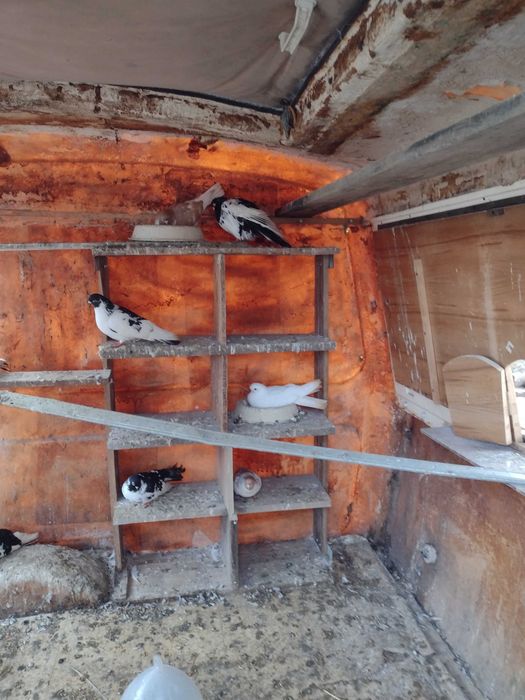 Gołębnik 2szt.maly 220 duzy 320zl.500 za kaplet parownik gratis okazja