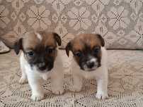 REZERWACJA Jack russel terier szczenię