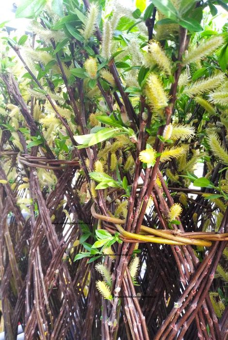 wierzba pleciona drzewko wiklinowe drzewko plecione wiklinowa palma